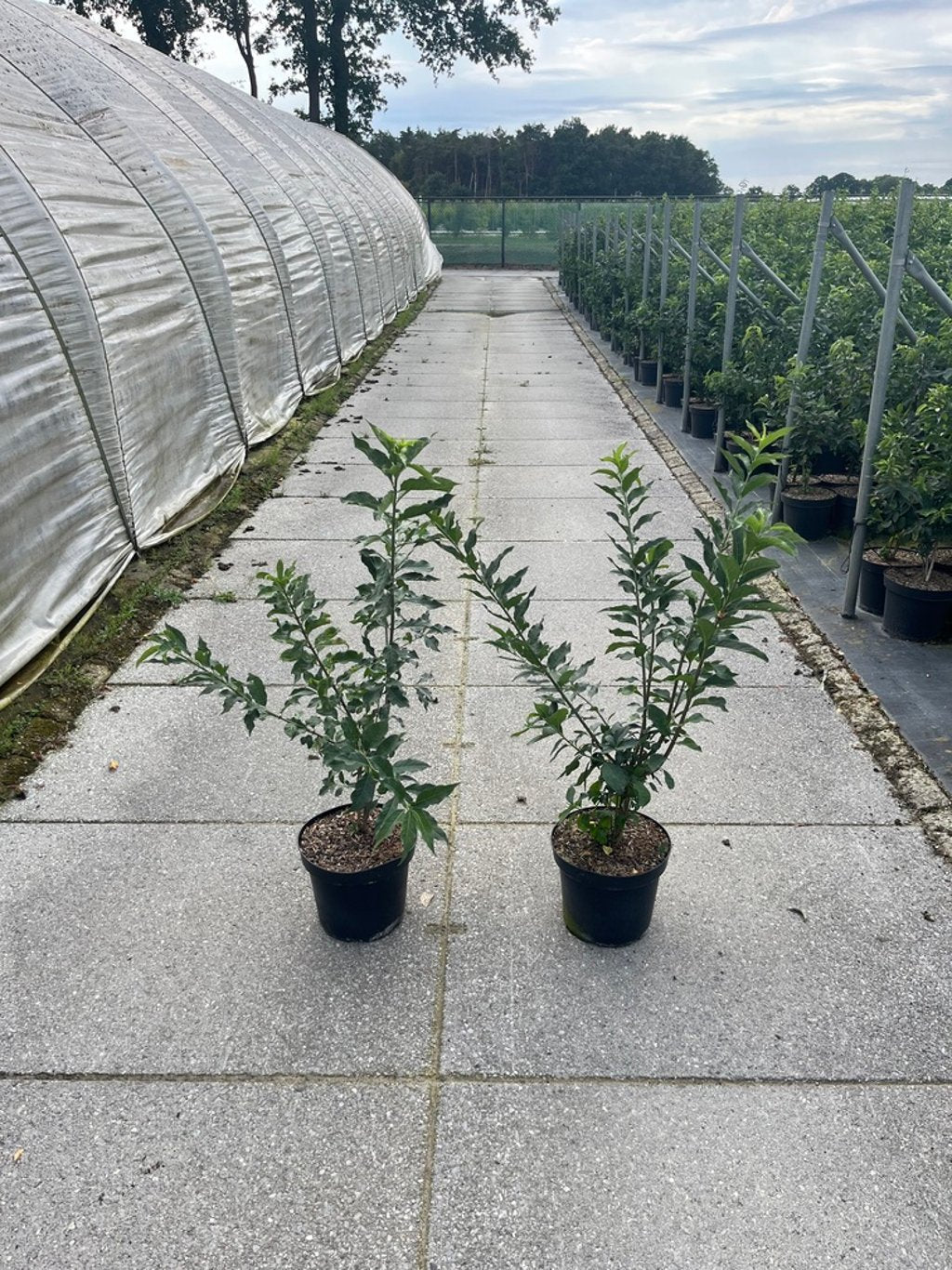 Euonymus europaeus - C7.5 60-80 CM